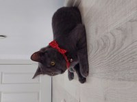 Kakule'ye ailesini arıyoruz british shorthair
