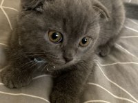 Scottish fold erkek 2,5 aylık
