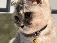 A Kalite Uysal Ve Oyuncu Scottish Fold Kedimize Sahip