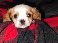 2 aylık safkan cavalier king charles yavrularım