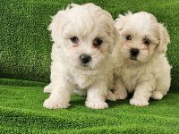 Maltese terrier minikler