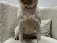 TÜRKİYE DE TEK PİNK PUG YETİŞKİN DİŞİ