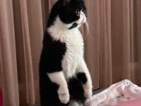 Muhteşem ikili Safkan Baba ve oğul kedimiz