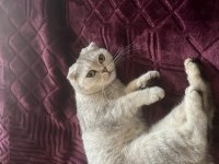 Yuvarlak kafam scottish fold