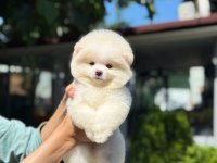 Yavru Pomeranian Boo Yavrularımız