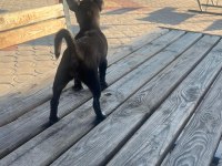Yavru dişi şivava cinsi köpeğimiz