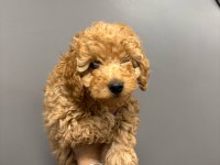 2 aylık poodle yavrular