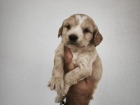 Maltipoo bebeklerimiz