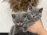 Hemen Teslim Gri British Shorthair  Yavrum