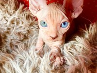 2 Dişi Ve 2 Erkek Odd Eyes Mavi Göz Sfenks