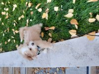 Maltipoo 6 aylık yavru