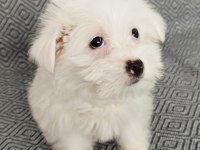 3 Aylık Terrier