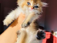 British longhair ny11 golden full şecereli