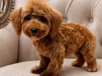 Yakışıklı poodle oğlumuz