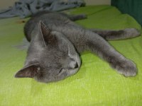 Sahiplendirilecek british shorthair kedimiz
