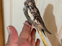 40 Günlük El Besleme Bebek Sultan Papağanı