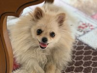 Pomeranian Boo 10 Aylık
