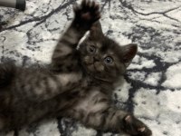 5 haftalık british shorthair yavrularıma yuva arıyorum