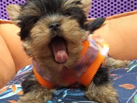 Şecereli Teacup Yorkshire Terrier Yavrularımız