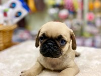 Pug yavrularımız yeni ailesini bekliyor
