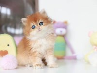 Altın Parlaklığında Golden British Longhair 