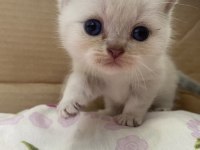 Blue point british shorthair cinsi kedi