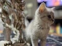 Saf Kan Silver British Shorthair