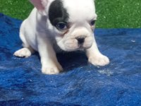 DİŞİ ERKEK FRANSIZ BULLDOG BEBEKLER