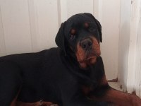 A Şecere Türkiye Grand Şampiyonu Rottweiler