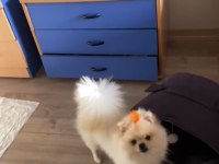 Safkan Tüm Aşıları tam Erkek Pomeranian