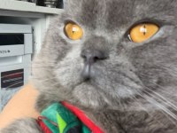British Shorthair Kedim2,5 Yaşında Erkek