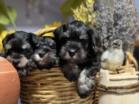 FCI Pedigreeli Miniature Schnauzer Yavruları