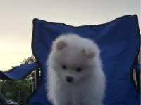 POMERANIAN YAVRUMUZA ÖMÜRLÜK YUVA ARIYORUZ