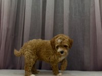 Poodle Ayarında Maltipoo Erkek 