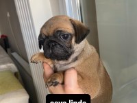 Pug Mops Bebekler