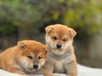 Petmode Köpek Çiftliğinden shiha_inu yavrularımız