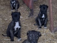 SHOW kalite Safkan Sivas Kangal YAVRULARIMIZ