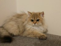 BRİTİSH LONGHAİR 5 AYLIK