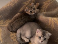 British Shorthair Sağlıklı Yavrular