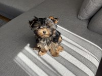 Ev doğumlu micro teacup boy yorkshire terrier