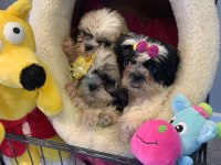 Wc eğitimli shih tzu yavrularımız