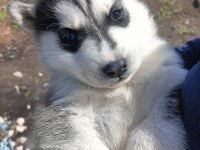 SAF HUSKY (SİBİRYA KURDU) UYGUN FİYATLI