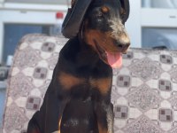 Üst kalite A şecereli yavrular european doberman king