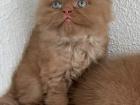 Premium British Longhair Cinnamon