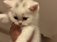 Son yavru british shorthair