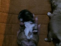 0-3 Aylık Küçük Irk Tibet Spaniel