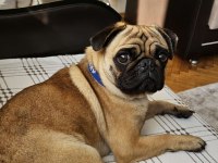 2 yaşında yetişkin pug
