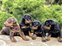 Europan doberman köpeği