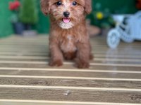 Maltipoo Bebeklerimiz Referans Yavru