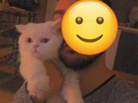 Çok özel bir british longhair eğitimli